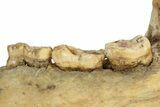 Fossil Cave Bear (Ursus spelaeus) Lower Jaw - Romania #243214-4